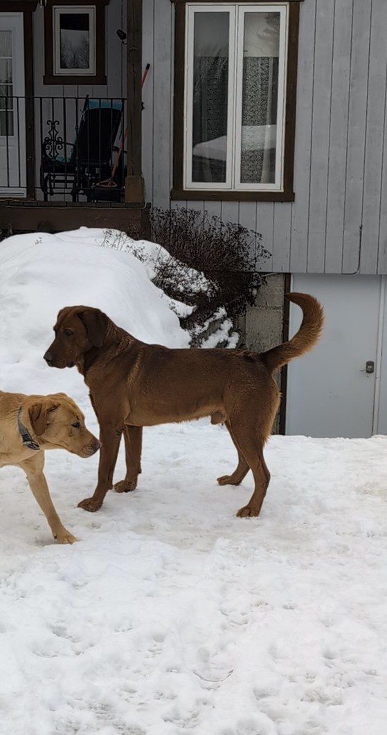 Riveblanche Terre-Neuve