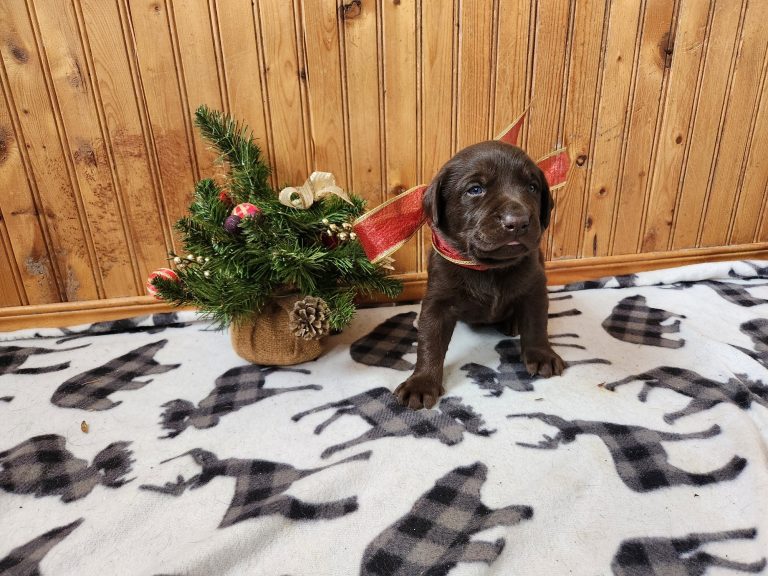 Chiot chocolat 4 - 22 jours Mod - 10_12_24