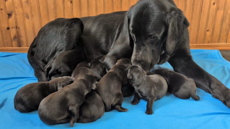 Chiots à Goya - 2 jours - 07_12_25